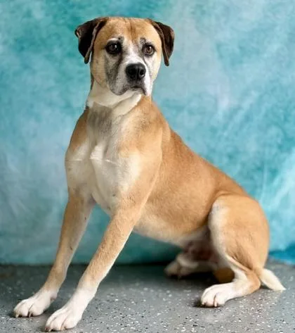 An adult large-sized male Mixed Breed dog named Michelangelo for adoption in Largo, FL