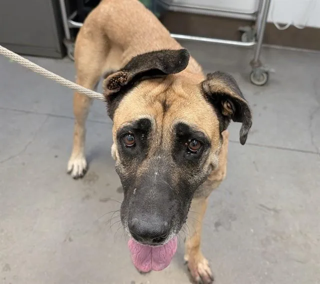 An adult large-sized female German Shepherd Dog dog named Kora for adoption in Tucson, AZ