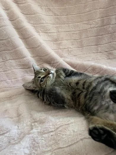 A young medium-sized female Tabby (Brown / Chocolate) Domestic Short Hair cat named Valentina for adoption in Liverpool, TX