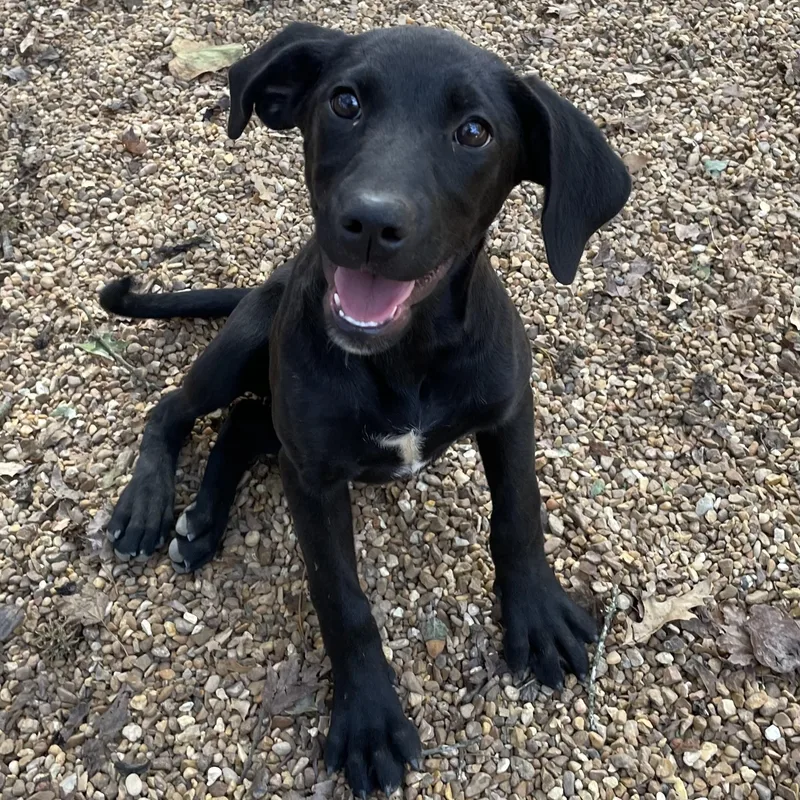 A young large-sized female Black Labrador Retriever dog named Delta for adoption in Heber Springs, AR