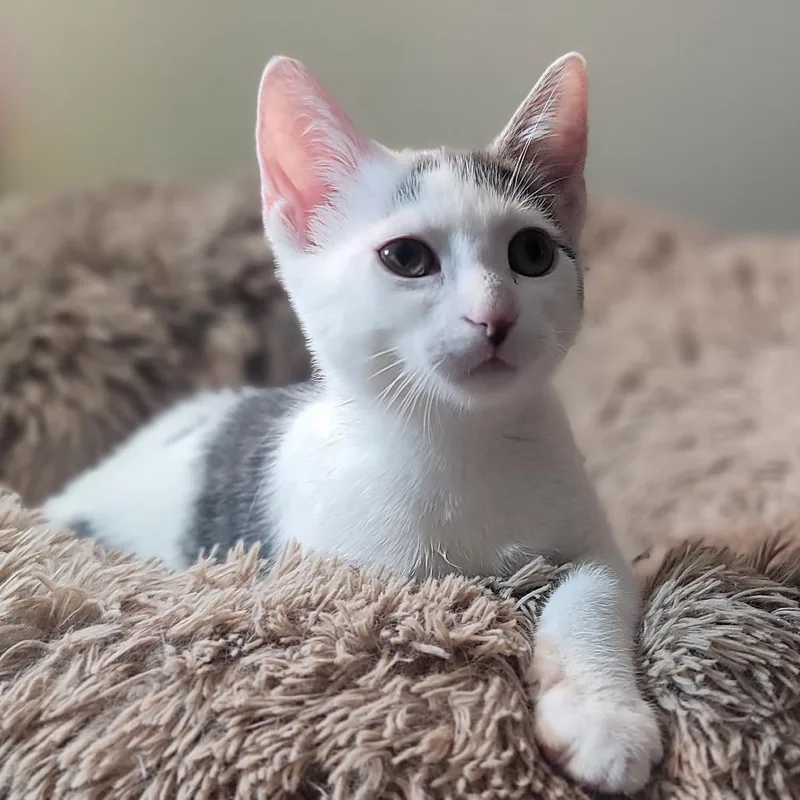 A baby small-sized female White Domestic Short Hair cat named Pixy for adoption in Plainfield, IL