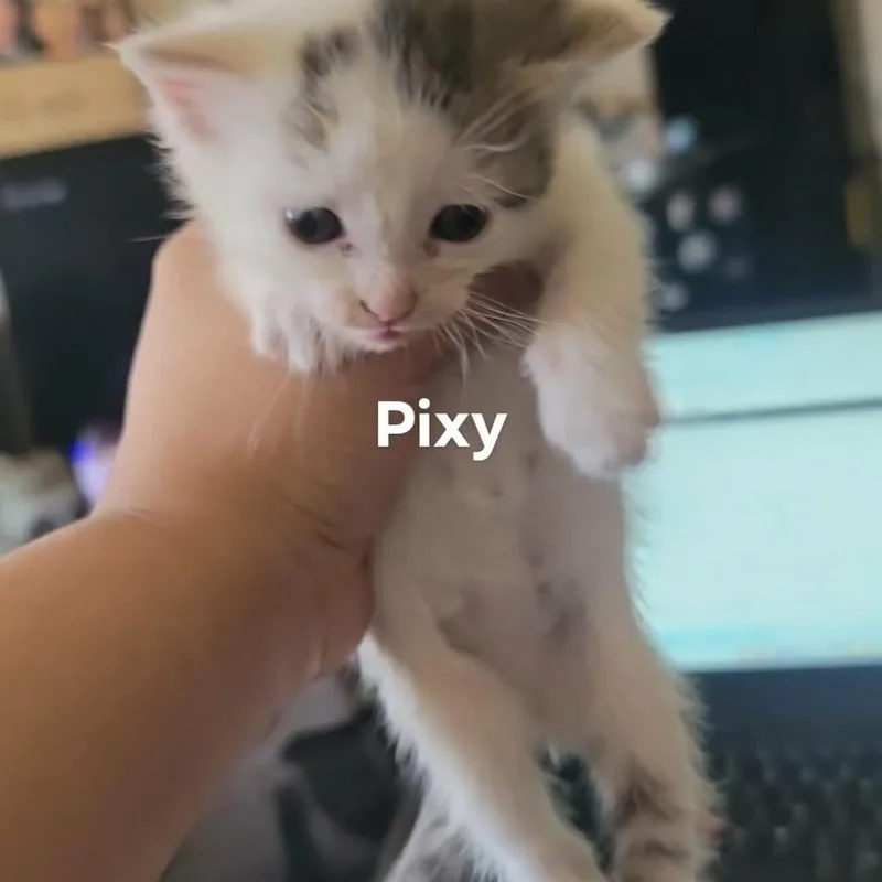 Pixy thumbnail 3