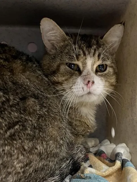 An adult small-sized male Domestic Short Hair cat named Rocky for adoption in Westminster, MD