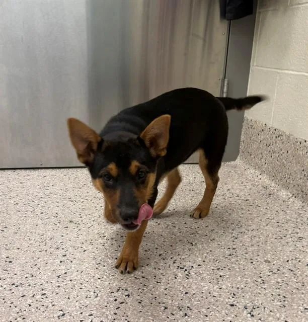 A baby small-sized female German Shepherd Dog dog named Aurora for adoption in Brighton, CO