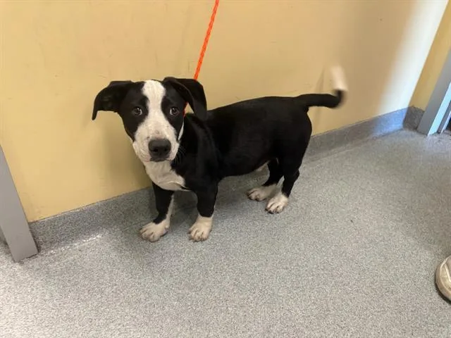 A baby small-sized male Labrador Retriever dog named Victor for adoption in Tustin, CA