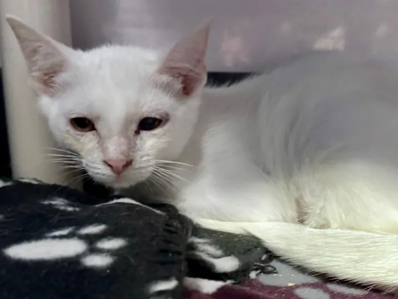 A baby small-sized female Domestic Short Hair cat named Frosted Flakes for adoption in Powell, OH