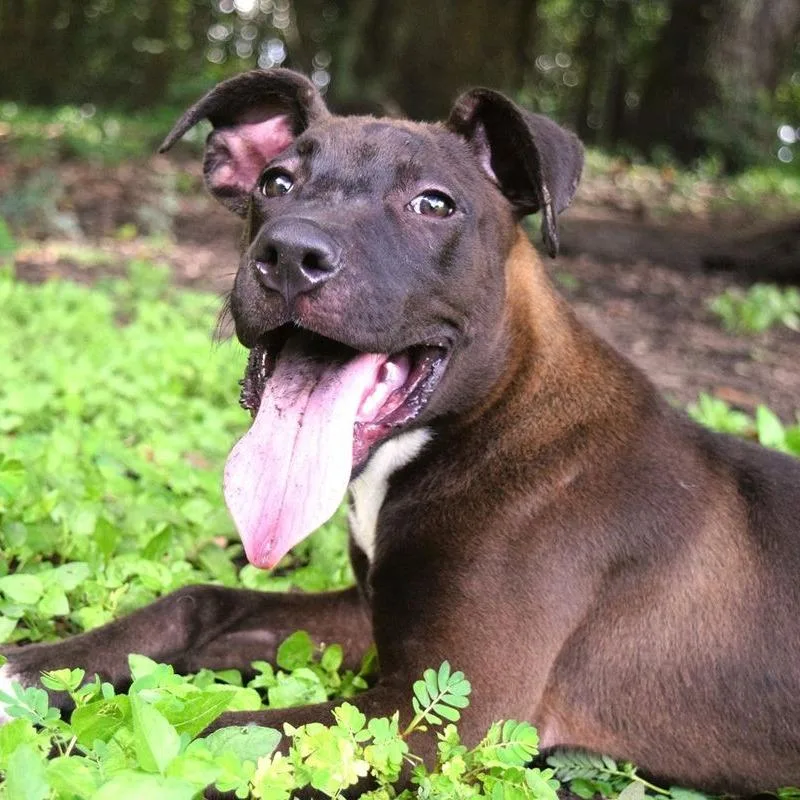 A baby medium-sized male Black Pit Bull Terrier dog named Lemon for adoption in Birmingham, AL