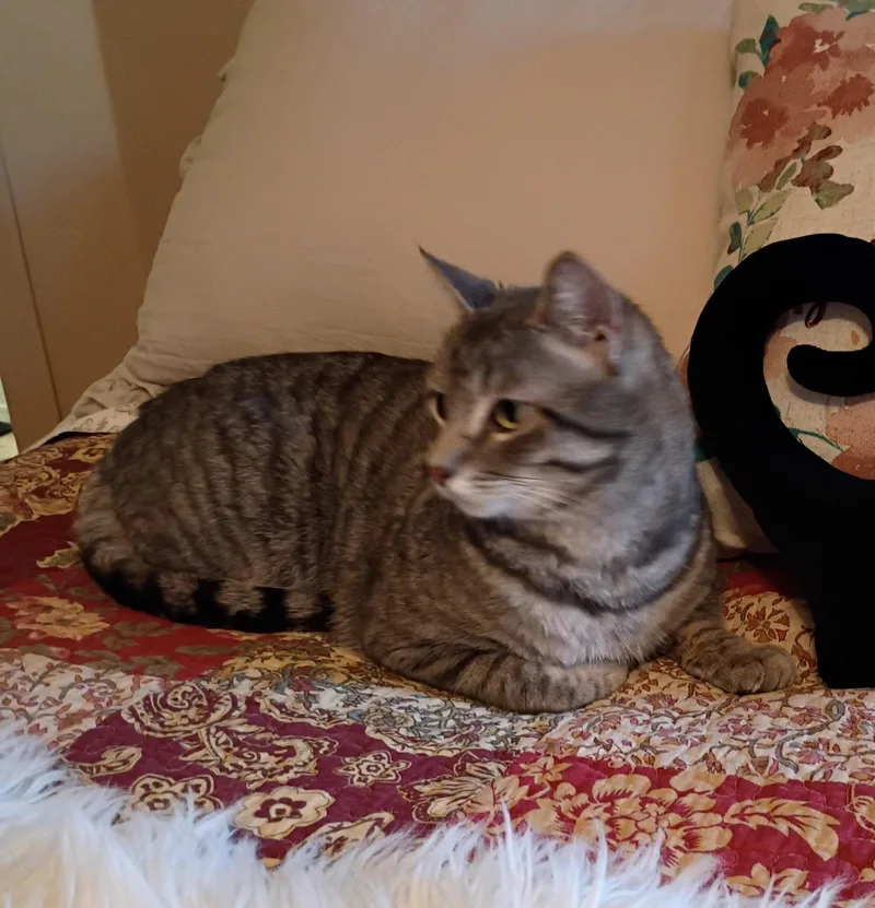 Lord Bentley  Courtesy thumbnail 2