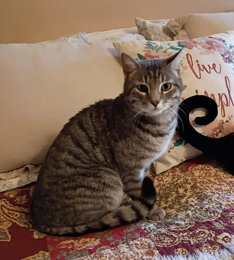 Lord Bentley  Courtesy thumbnail 3