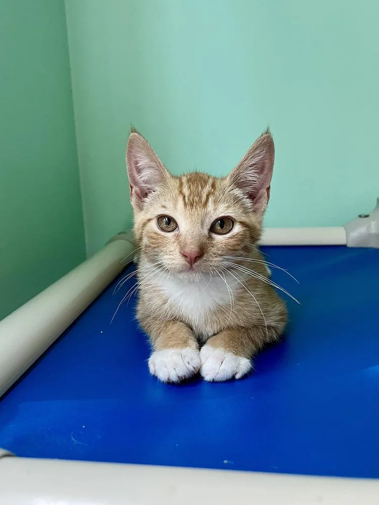 A baby medium-sized male Orange & White Domestic Short Hair cat named Goblin for adoption in Emerald Isle, NC