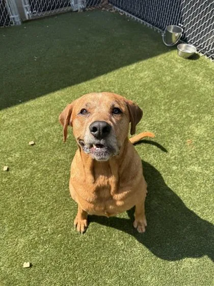 An adult extra large-sized female Mixed Breed dog named Abby for adoption in Lafayette, IN