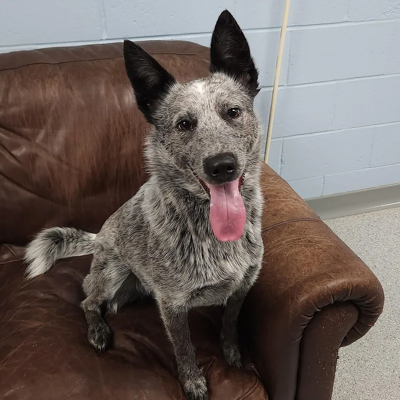 A young medium-sized female Australian Cattle Dog / Blue Heeler dog named Violet for adoption in Marshfield, WI