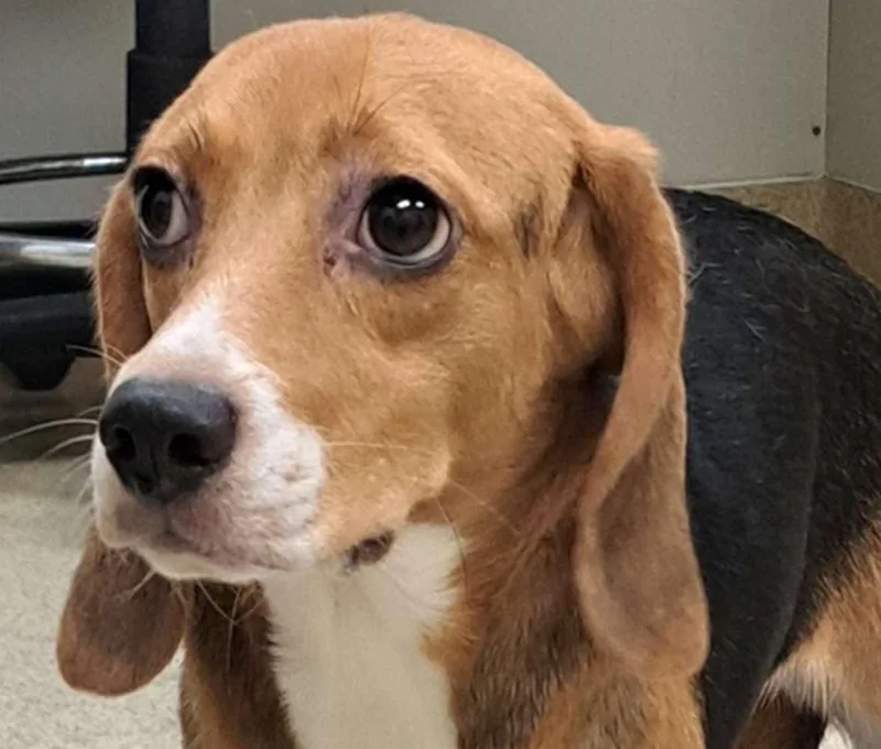 A young small-sized female Tricolor (Brown, Black, & White) Beagle dog named Suzie Q for adoption in Grayslake, IL