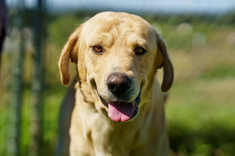 An adult large-sized male Yellow Labrador Retriever dog named Bo for adoption in LAMPASAS, TX