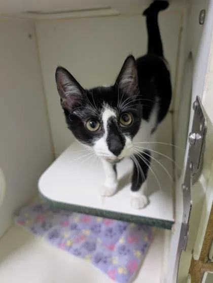 An adult small-sized male Domestic Short Hair cat named Felix for adoption in Mansfield, TX