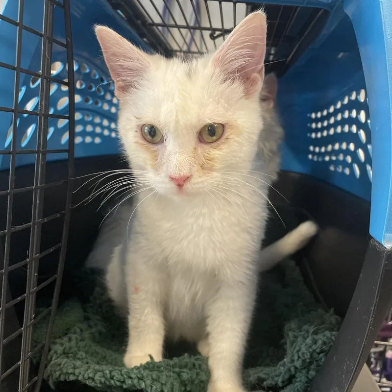 A baby medium-sized male White Domestic Short Hair cat named Smudge for adoption in Edwardsville, IL