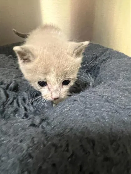 A baby small-sized female Domestic Short Hair cat named Lilac for adoption in Memphis, TN