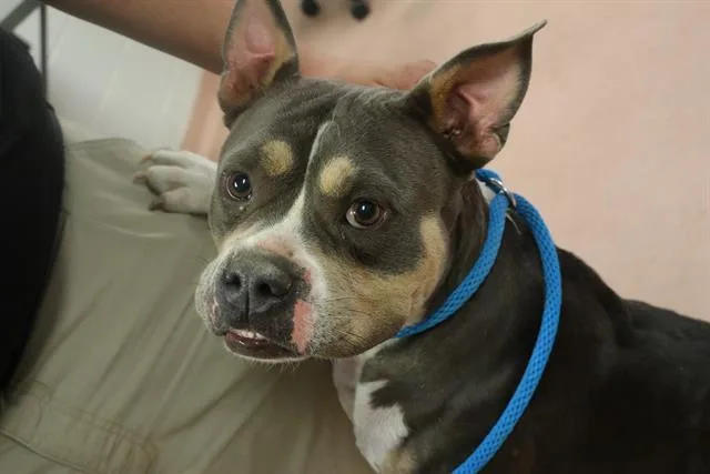 An adult medium-sized female Mixed Breed dog named Mopsy for adoption in Columbia, SC