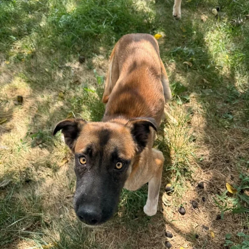 A young medium-sized female Brown / Chocolate Shepherd dog named Sierra for adoption in Amarillo, TX