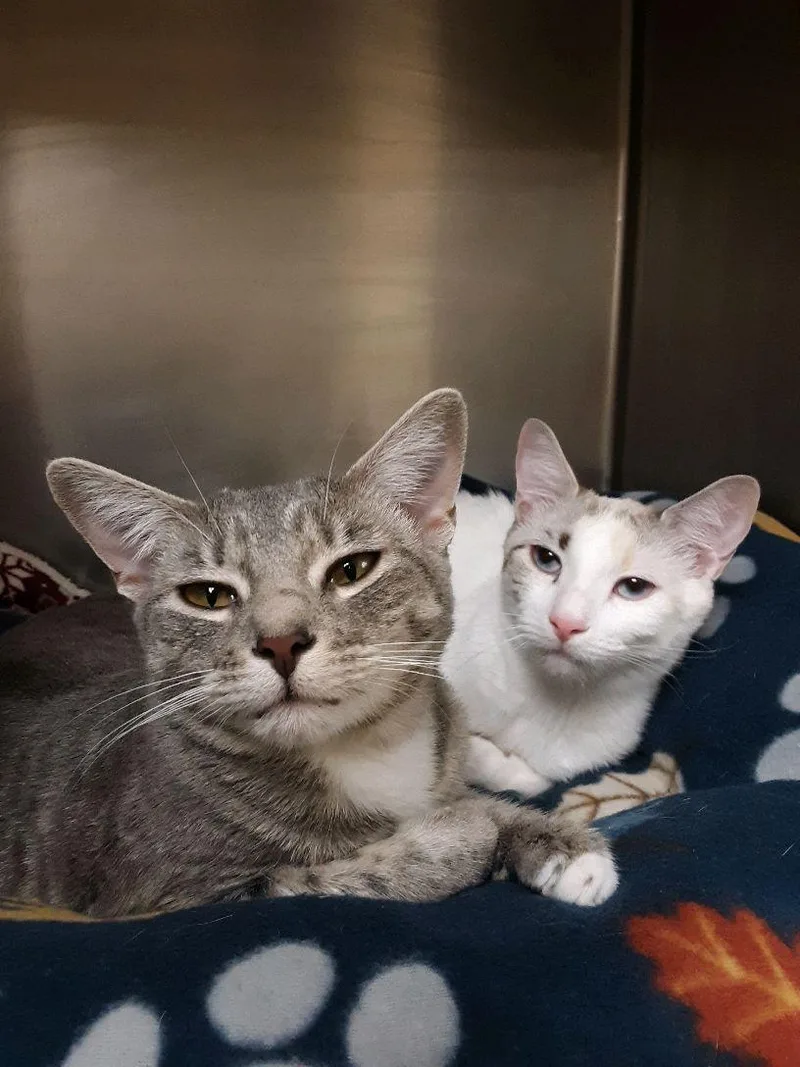 Lucky Charm And Shamrock thumbnail 2