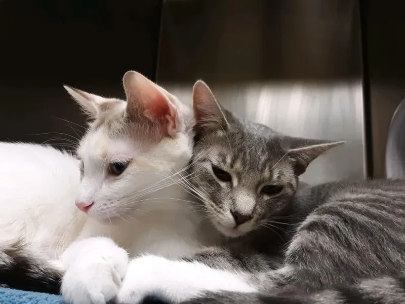 Lucky Charm And Shamrock thumbnail 3