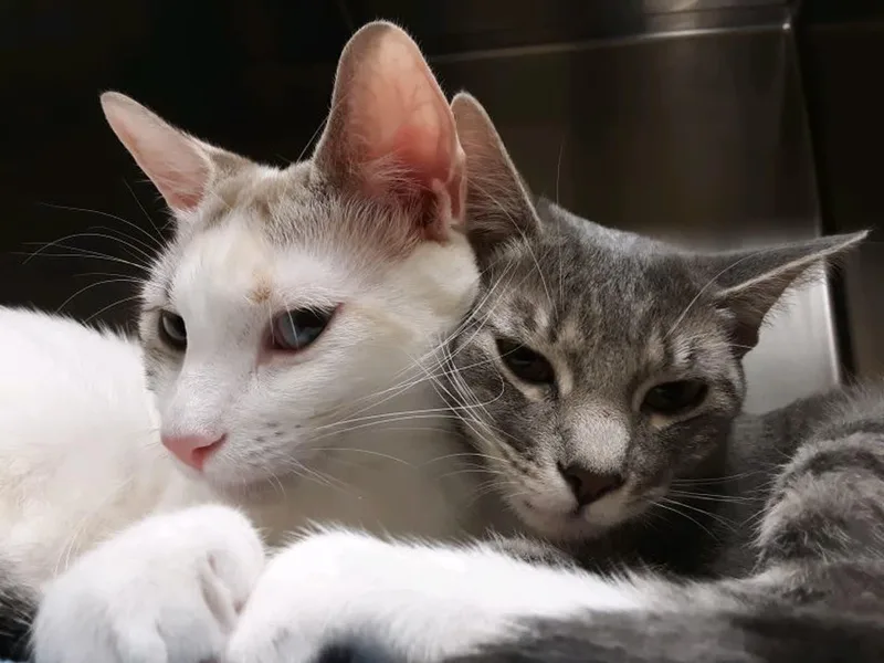 Lucky Charm And Shamrock thumbnail 4