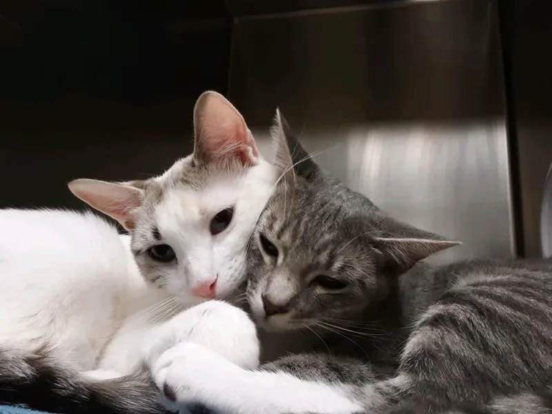 Lucky Charm And Shamrock thumbnail 5