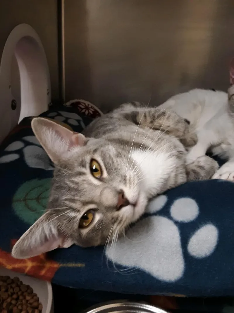 Lucky Charm And Shamrock thumbnail 6