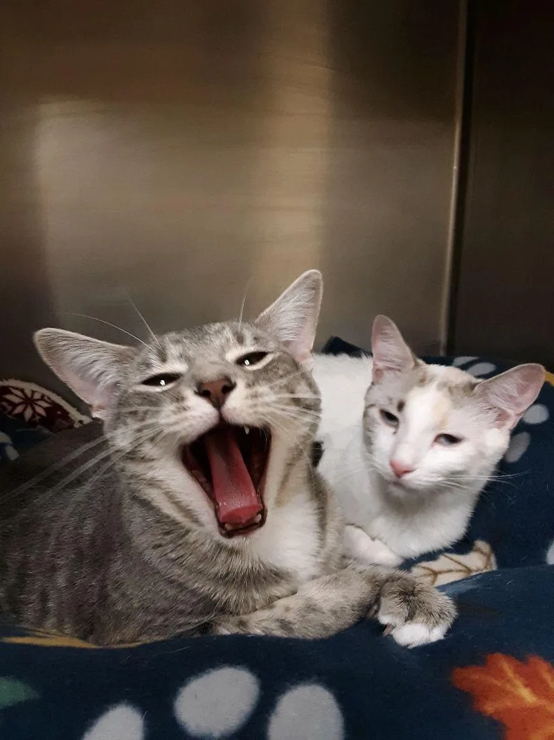 Lucky Charm And Shamrock