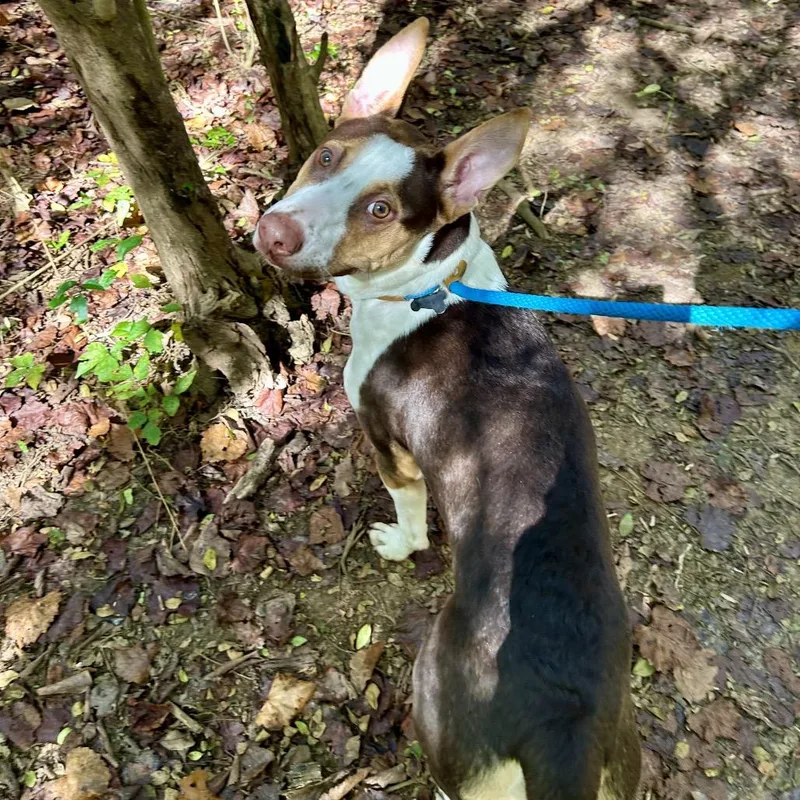 Peanut Butter Crunch thumbnail 2