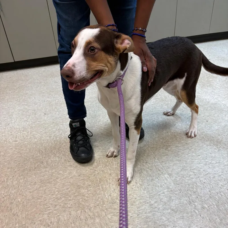 Peanut Butter Crunch thumbnail 5