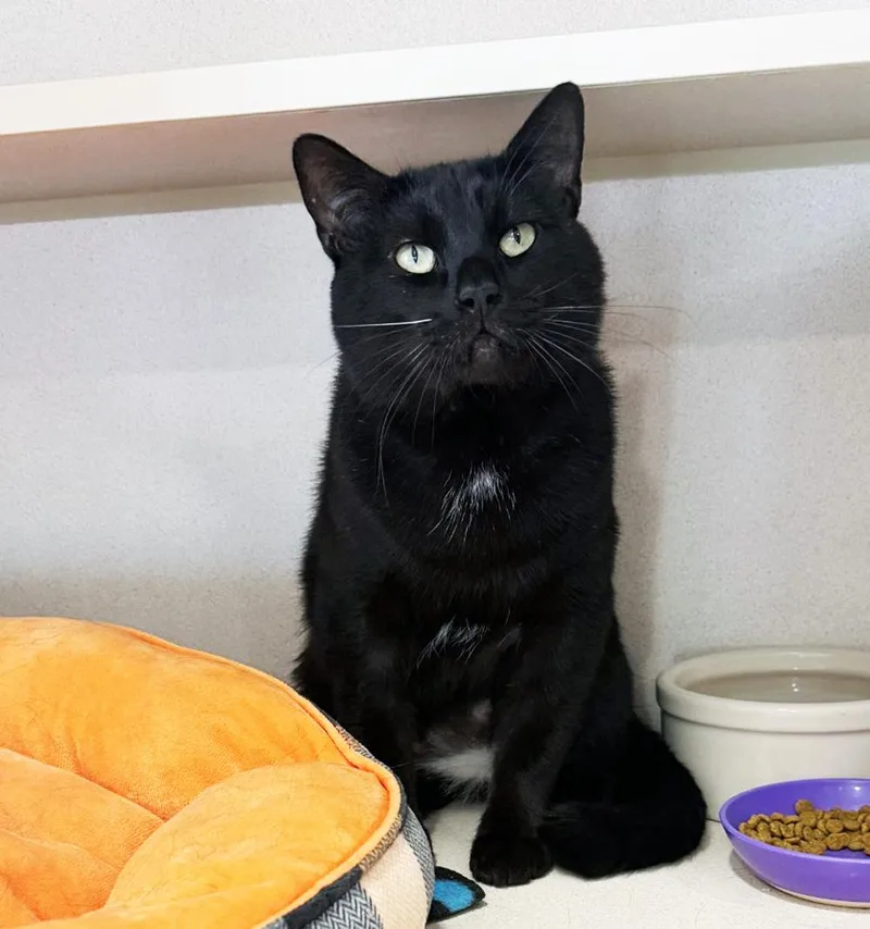 An adult medium-sized male Black Domestic Short Hair cat named Booboo for adoption in San Clemente, CA