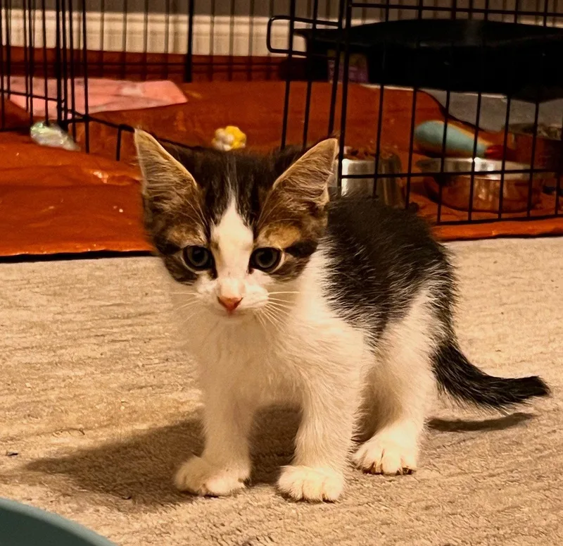 A baby medium-sized male Black & White / Tuxedo Domestic Short Hair cat named Remy for adoption in Buford, GA