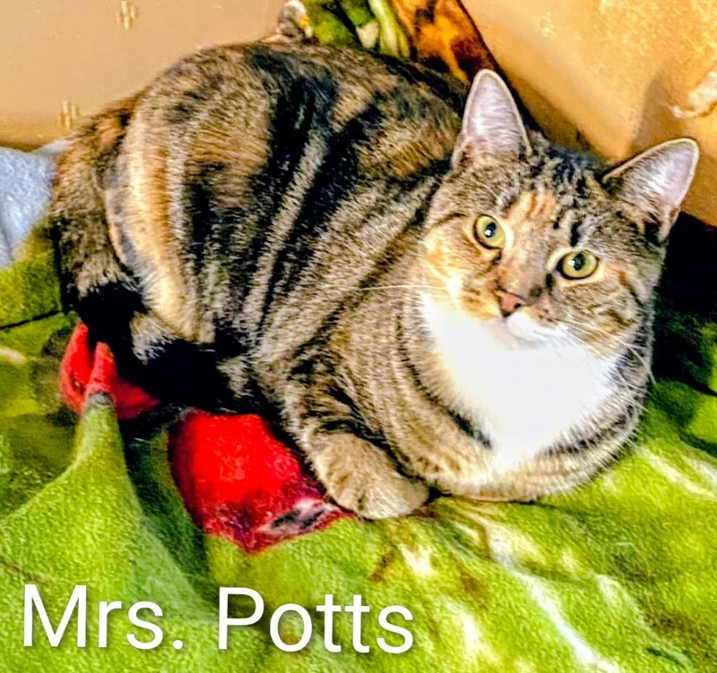 Mrs. Potts thumbnail 2