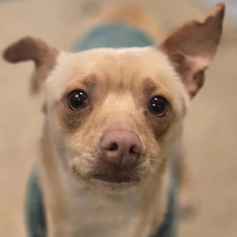 An adult small-sized male White / Cream West Highland White Terrier / Westie dog named Yeti for adoption in Sonoma, CA