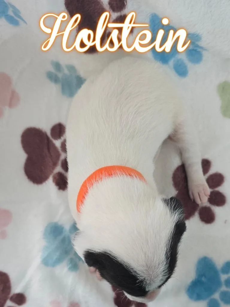 Holstein thumbnail 3