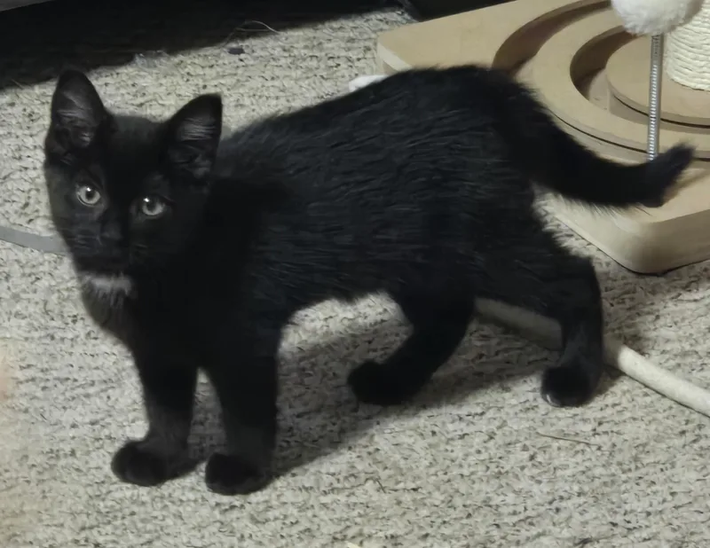 A baby medium-sized female Black Domestic Short Hair cat named Destiny for adoption in Lawrenceville, GA