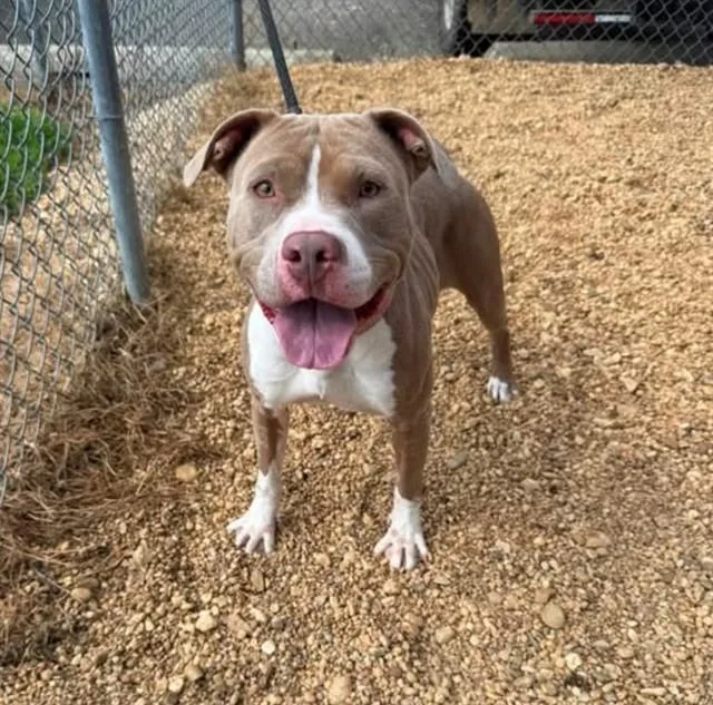 A young medium-sized female Pit Bull Terrier dog named Lulu for adoption in Upper Marlboro, MD