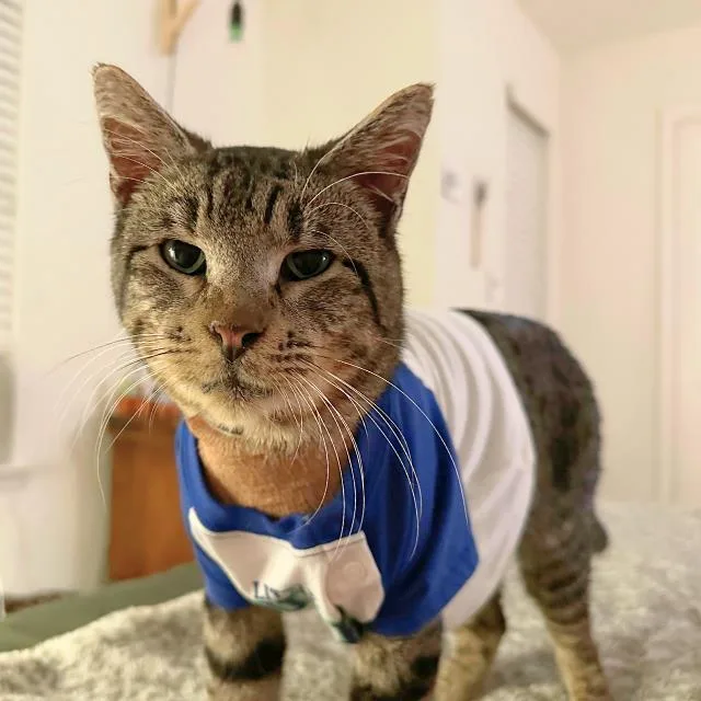 A senior medium-sized male Domestic Short Hair cat named Madix for adoption in San Antonio, TX