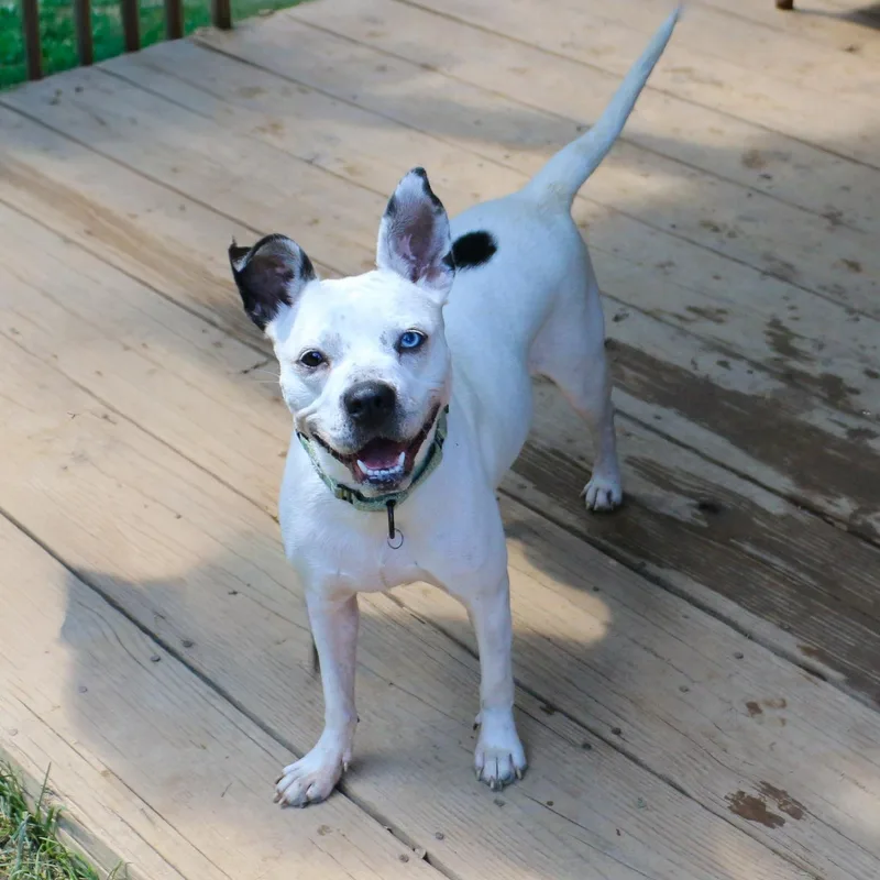 An adult medium-sized female American Staffordshire Terrier dog named Delta Dawn Passenger Princess for adoption in Houston, TX