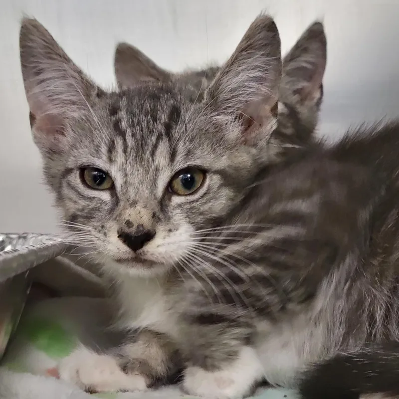 A baby small-sized female Gray / Blue / Silver Domestic Short Hair cat named Nimbus for adoption in Sarasota, FL