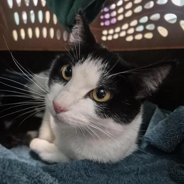 An adult medium-sized female Black Domestic Short Hair cat named Chenoa for adoption in Tacoma, WA