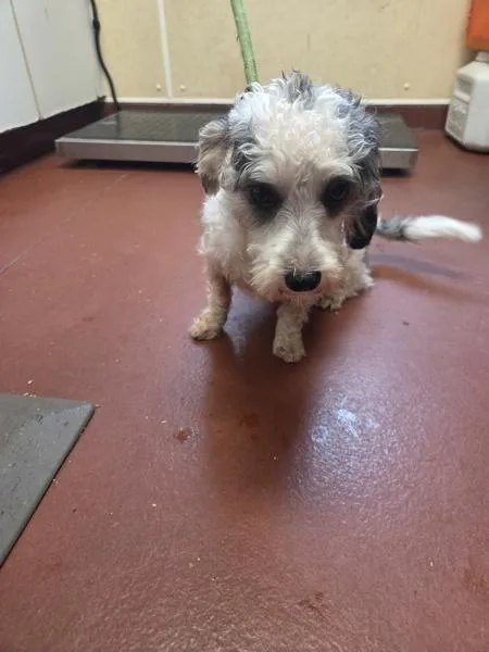 A young small-sized male Poodle dog named Beau for adoption in Salisbury, MD