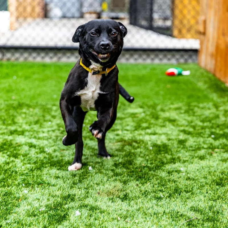 A young medium-sized female Black Terrier dog named Punky for adoption in Naperville, IL