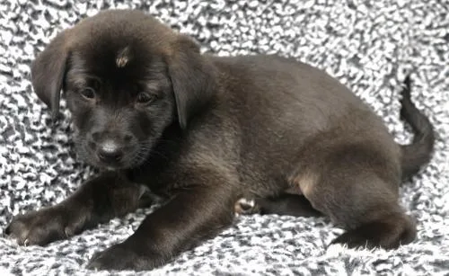 A baby medium-sized female Labrador Retriever dog named Amira for adoption in Thief River Falls, MN