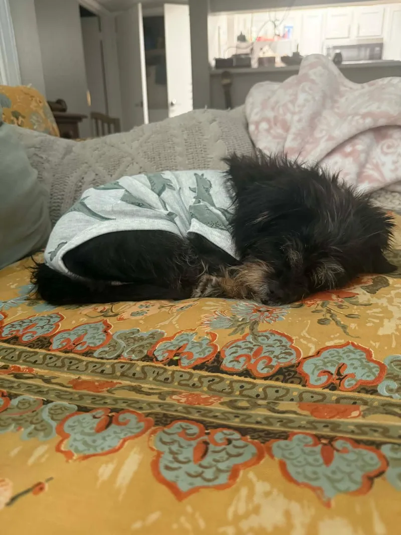 An adult small-sized female Bicolor Shih Tzu dog named Macy for adoption in Memphis, TN