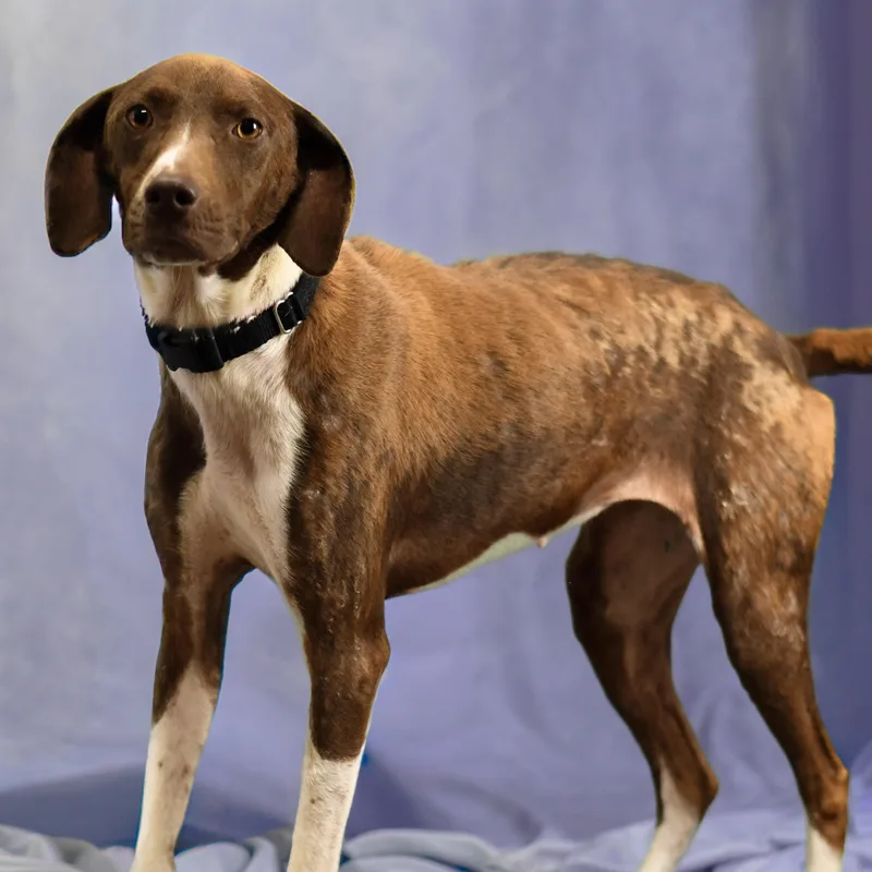 An adult medium-sized female Apricot / Beige German Shorthaired Pointer dog named Sane for adoption in Defuniak Springs, FL