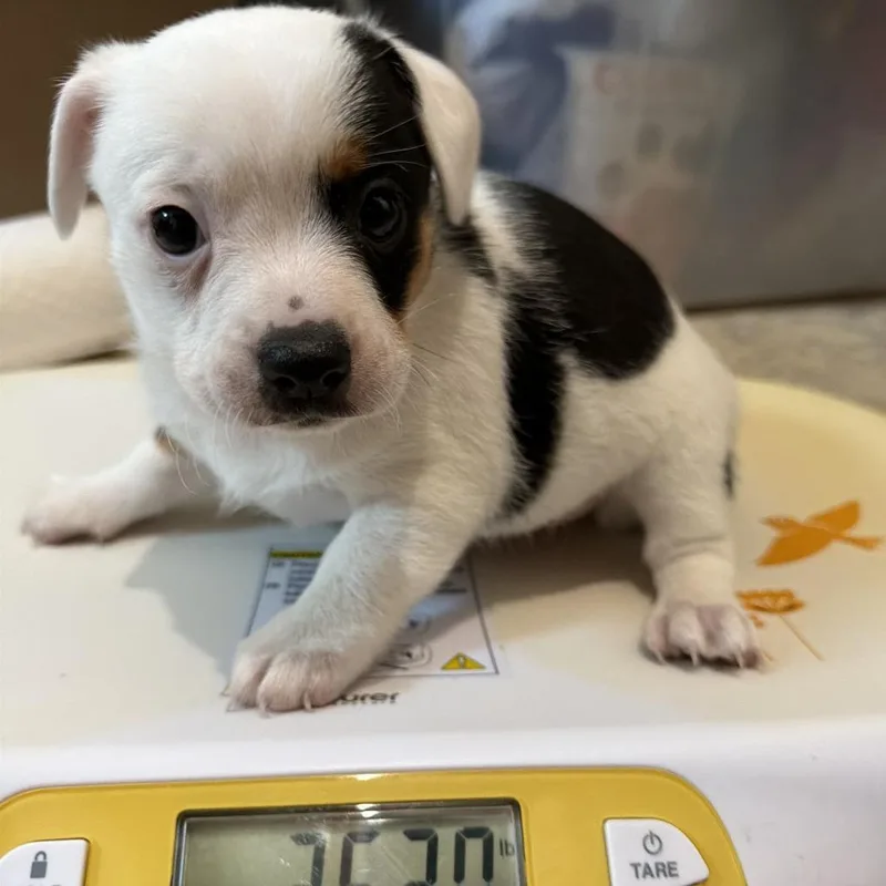 A baby small-sized female Chihuahua dog named Ella for adoption in Montgomery, TX