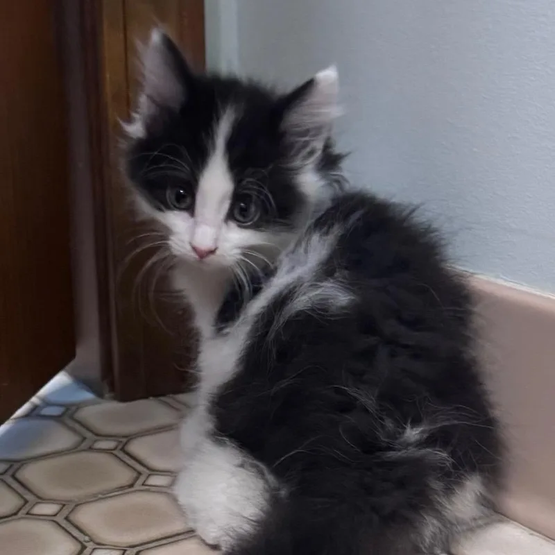 A baby small-sized female Black Domestic Short Hair cat named Mohawk for adoption in Monroe, MI