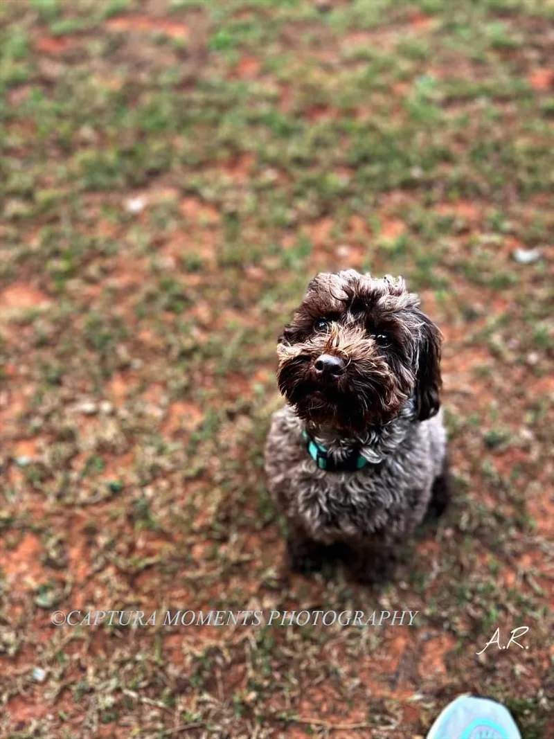 An adult small-sized male Brown / Chocolate Cockapoo dog named Cooper for adoption in Woodruff, SC